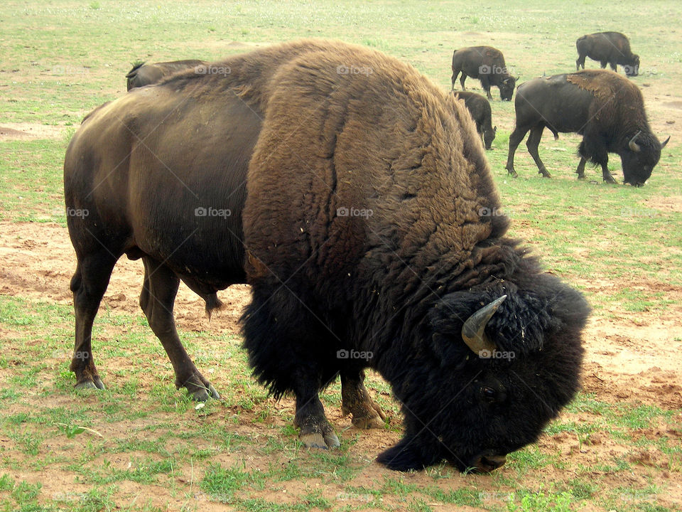 herd of bison in ha USA