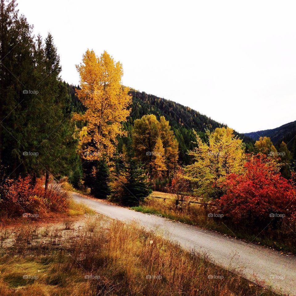Fall in Idaho 