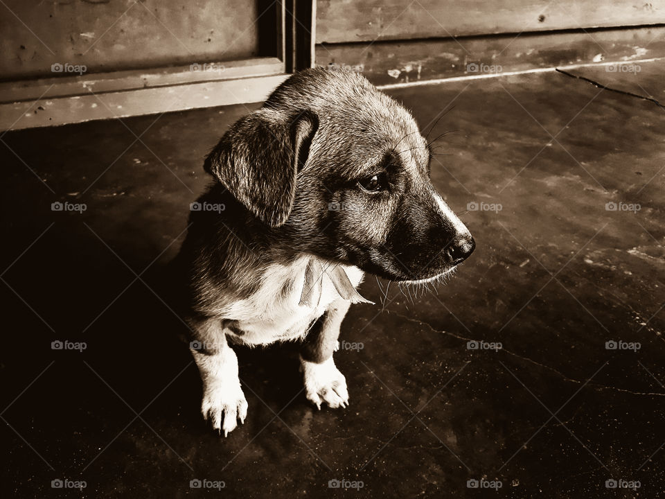 Monochrome portrait of a puppy