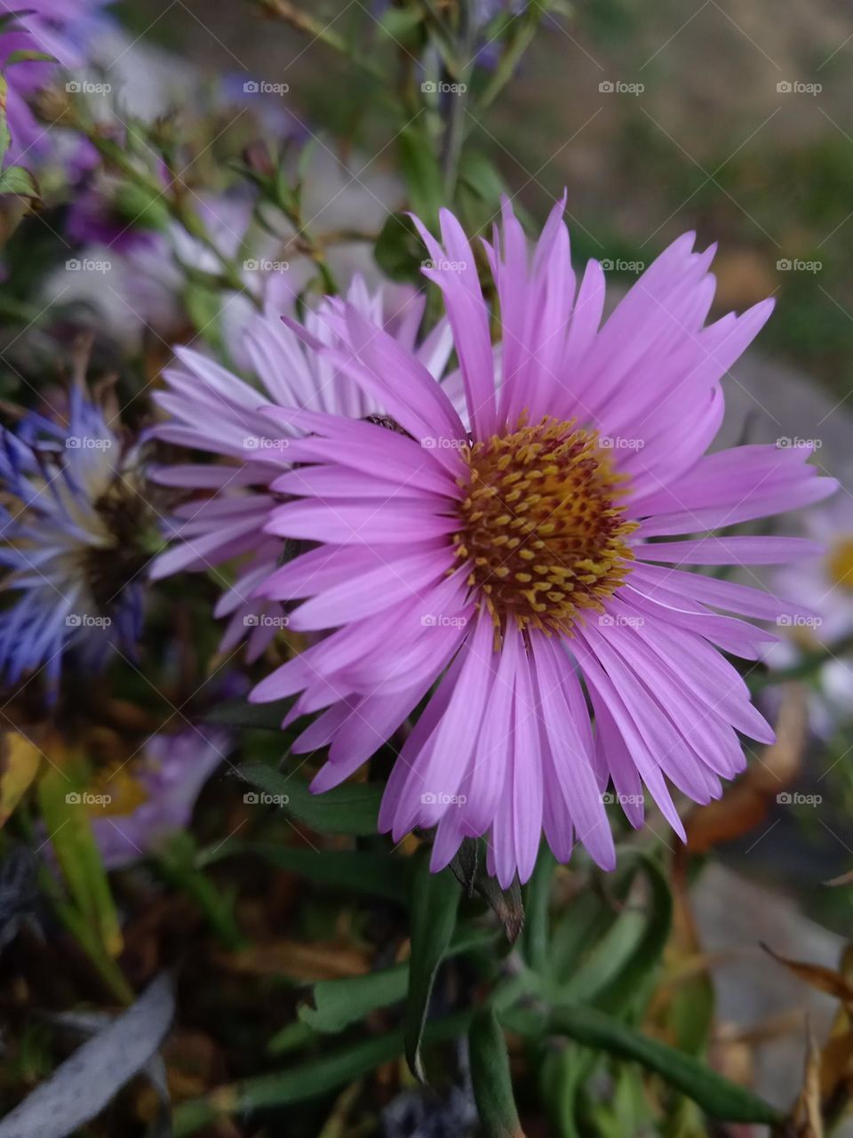 Симфиотрихум продолговатый (ароматическая астра) Symphyotrichum oblongifolium (Aster oblongifolius )