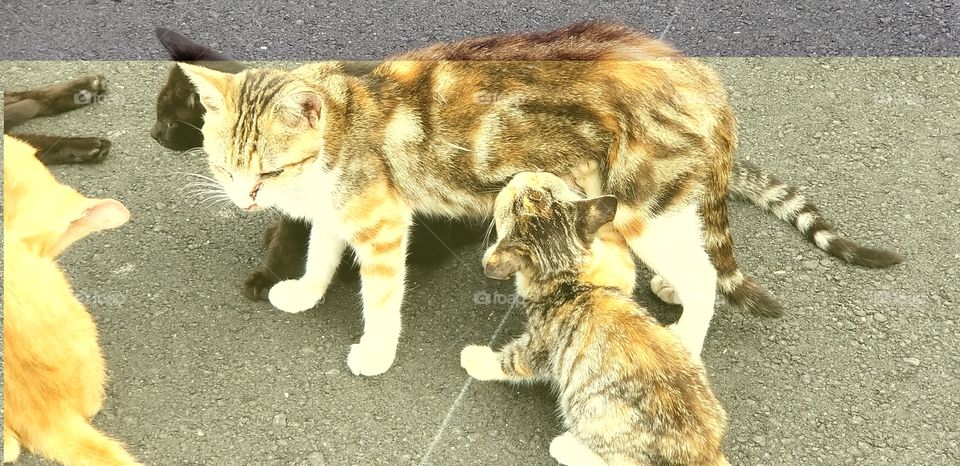 There is a kitten suckling its mother's milk for nutrition in Ainoshima, Japan. It is a touching scene of mum and child in the cat kingdom.