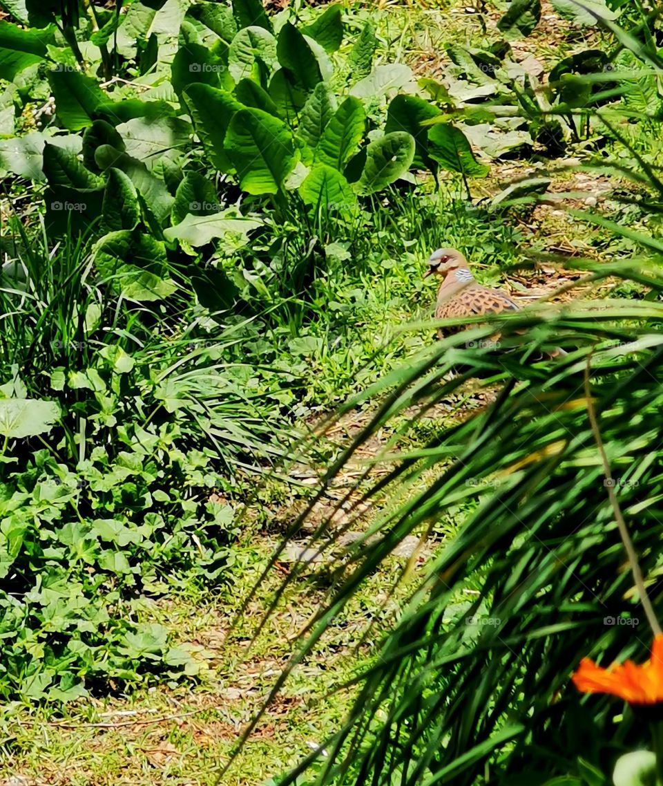 A bird resting on earthly greenary