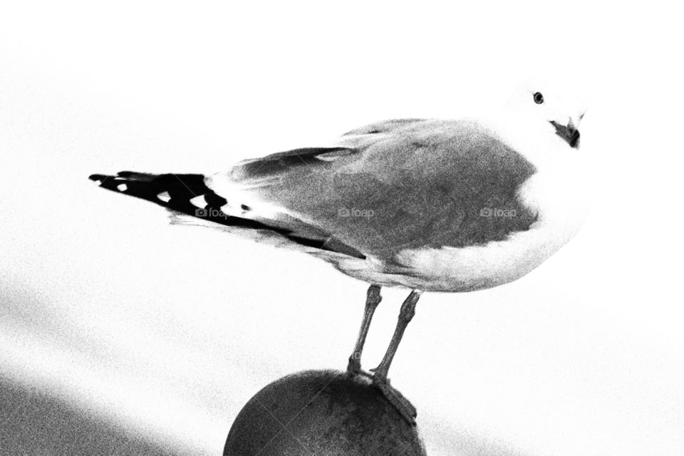 Black and white seagul