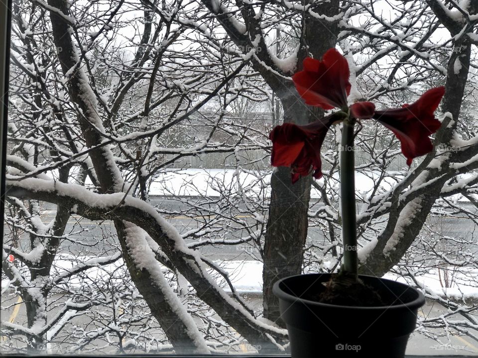 Window view of fresh snow on trees from hospital window , red flower on the inside . Canadian winter 