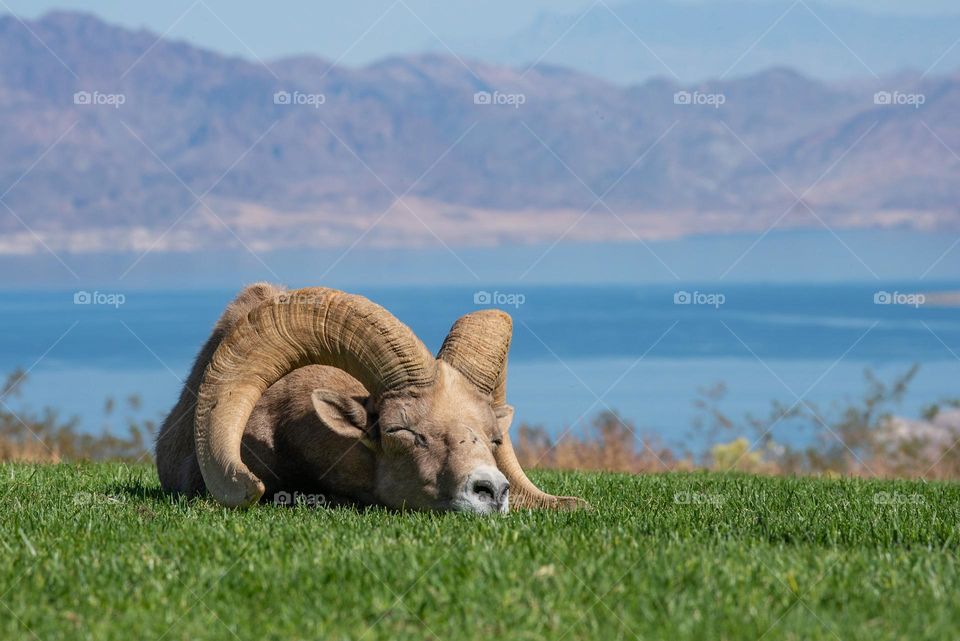 Big horn sheep sleeping in the grass with lake mead in the background