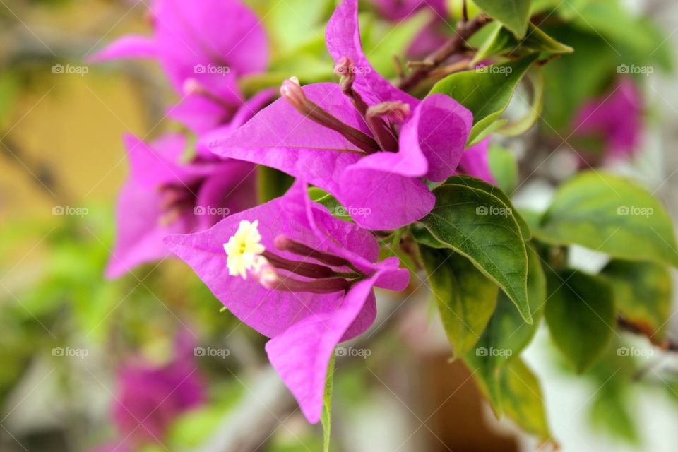 Close up of two bright purple flowers blooming beside each other