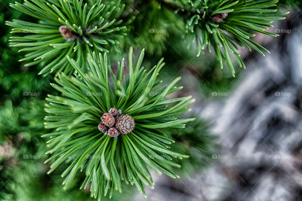 High angle view of pine cone
