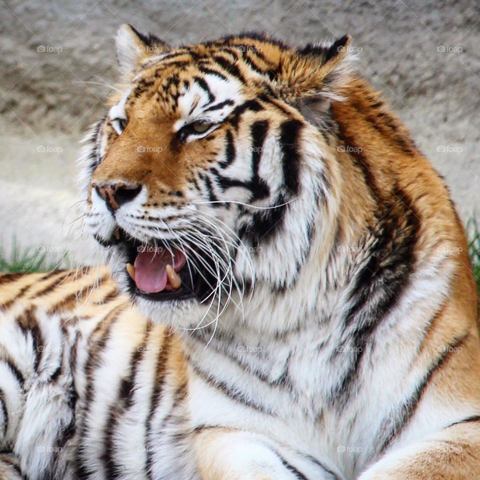 Close up of a tiger 