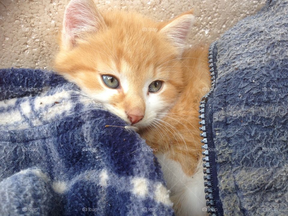 pic of my little orange kitten.