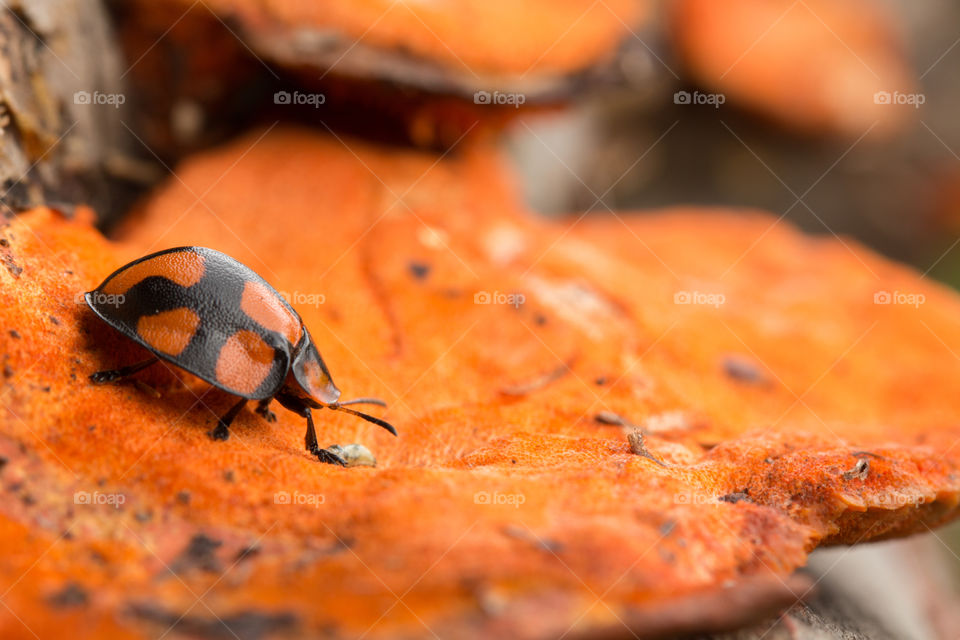 orange ladybug under fungy