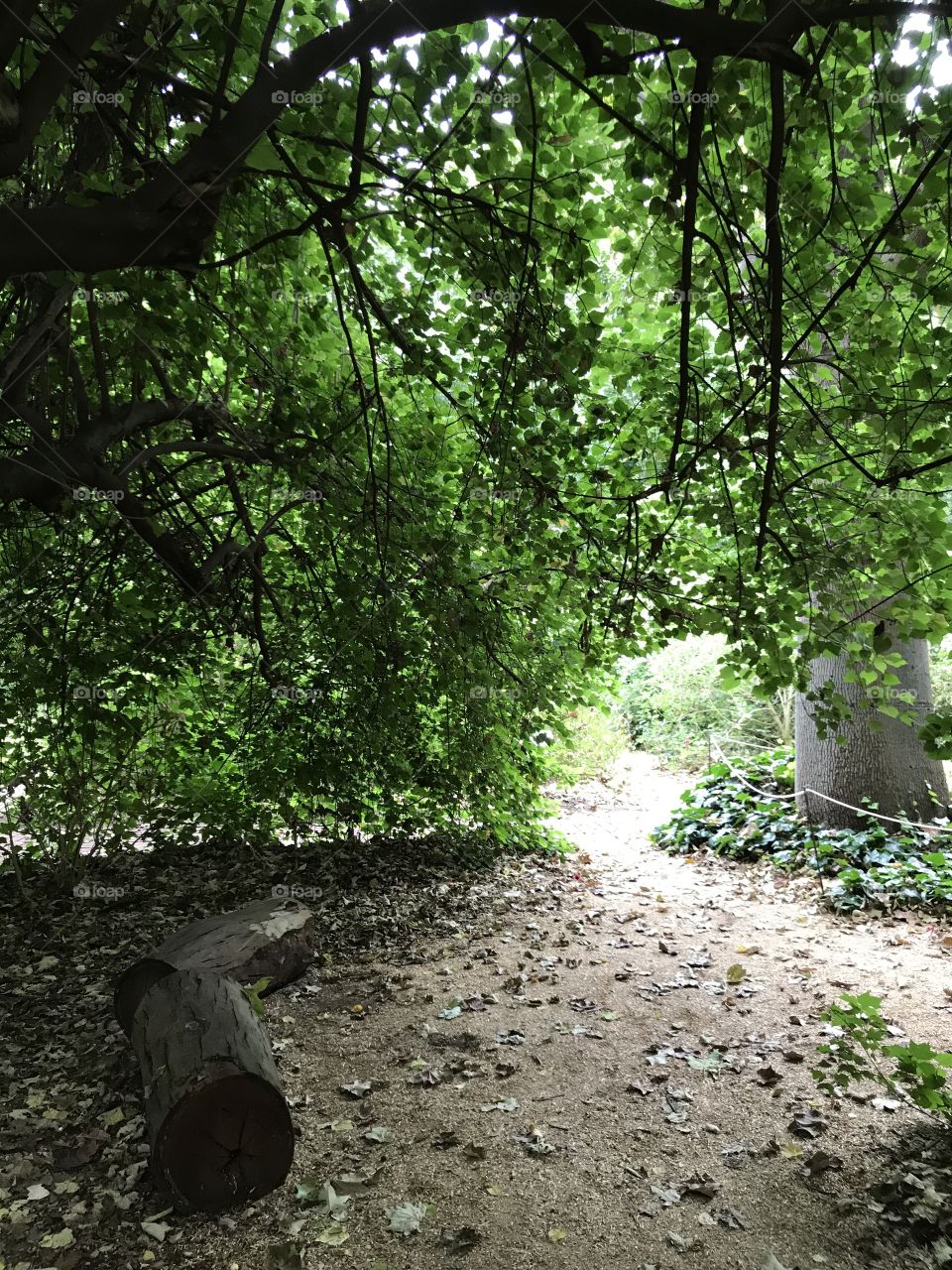 Hidden canopy path