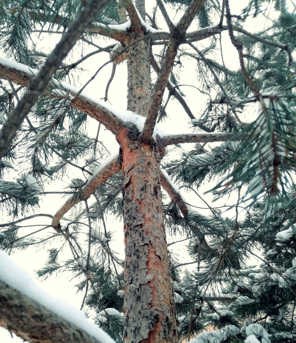 pine tree and snow. cold winter