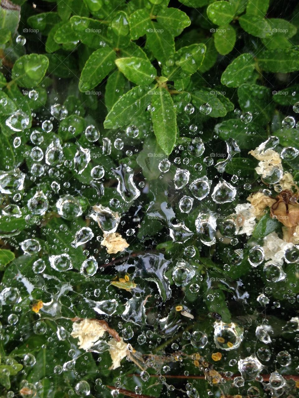 Dew drops on spider web