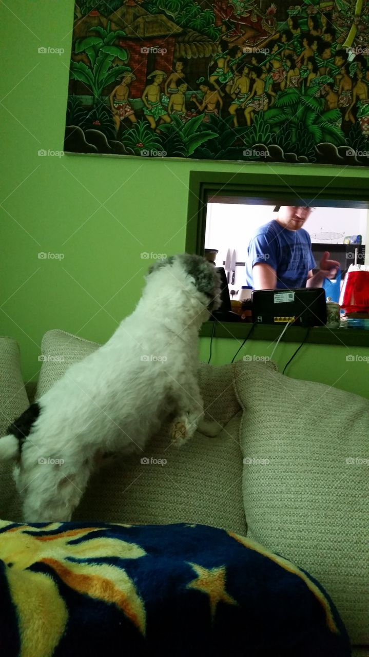 Dog, Mammal, People, Furniture, Room