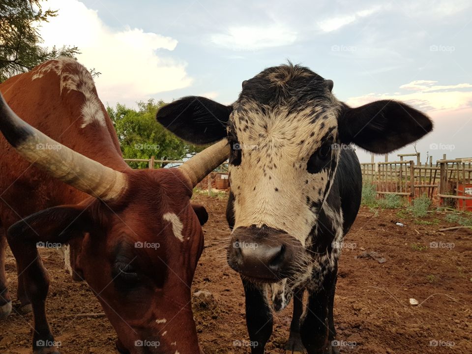 Nguni Calf