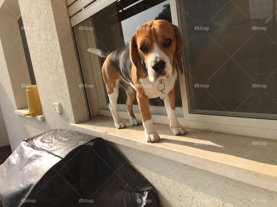 Lucas the beagle