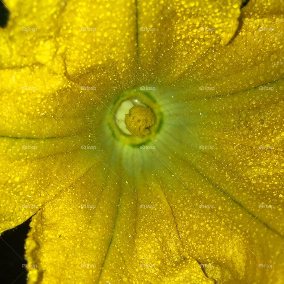 Detail of colour and texture, close up of the centre and detail. 