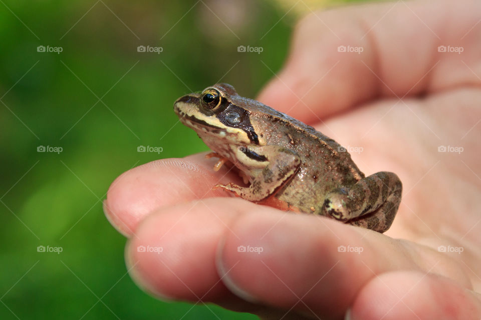little frog on a human palm