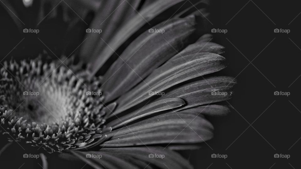 Flower in black and white