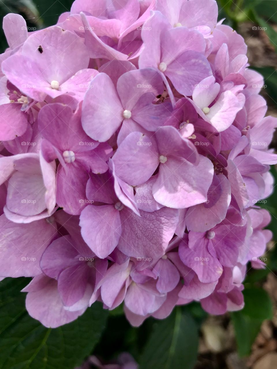 Beautiful summer purple flower 