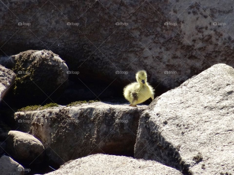 have you seen my mama?. Lost little fuzzy duckling looking for his family asking the rocks that are so much bigger than himself!