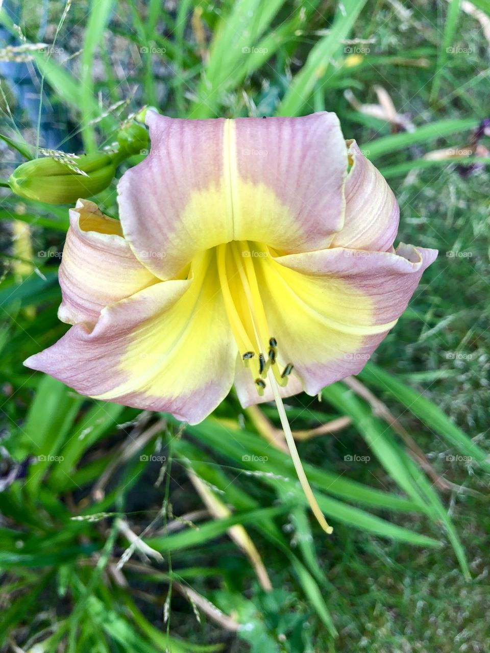 Summer Flowers in Bloom - Cape Cod, MA
