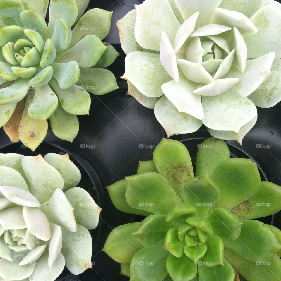 Green succulents at a landscaping shop in Mexico Beach, Florida