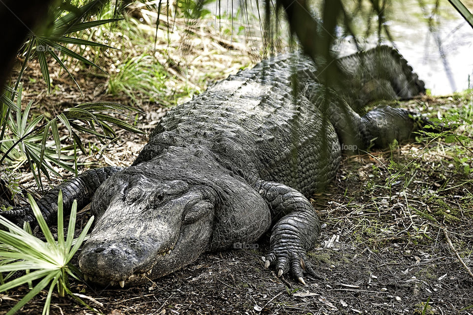 Florida Gator. Florida wildlife