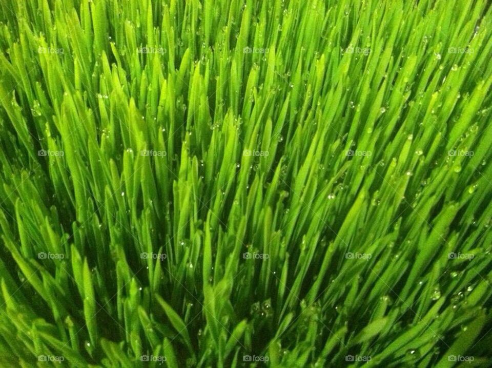 Sexy healthy wheat grass 