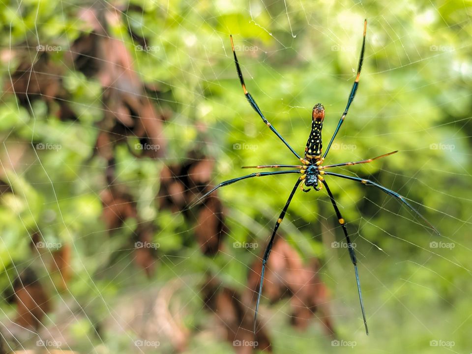 Spiders are animals that can catch their prey with a web