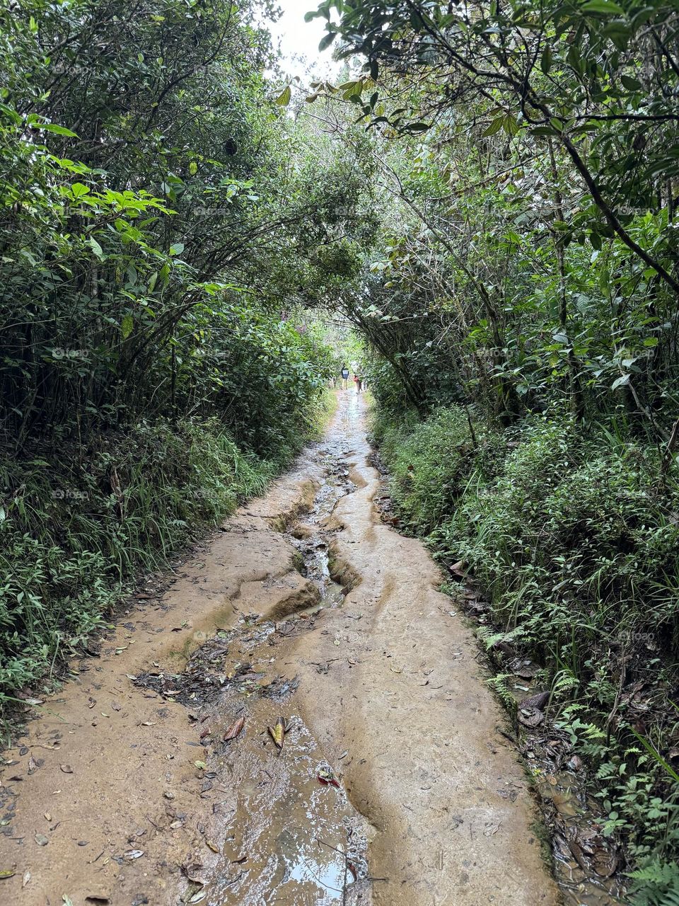 Lonely road in Sri Lanka path to Worlds end…