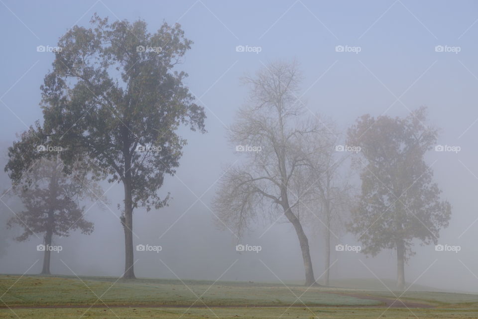 Dense morning fog. Trees on a golf course. 