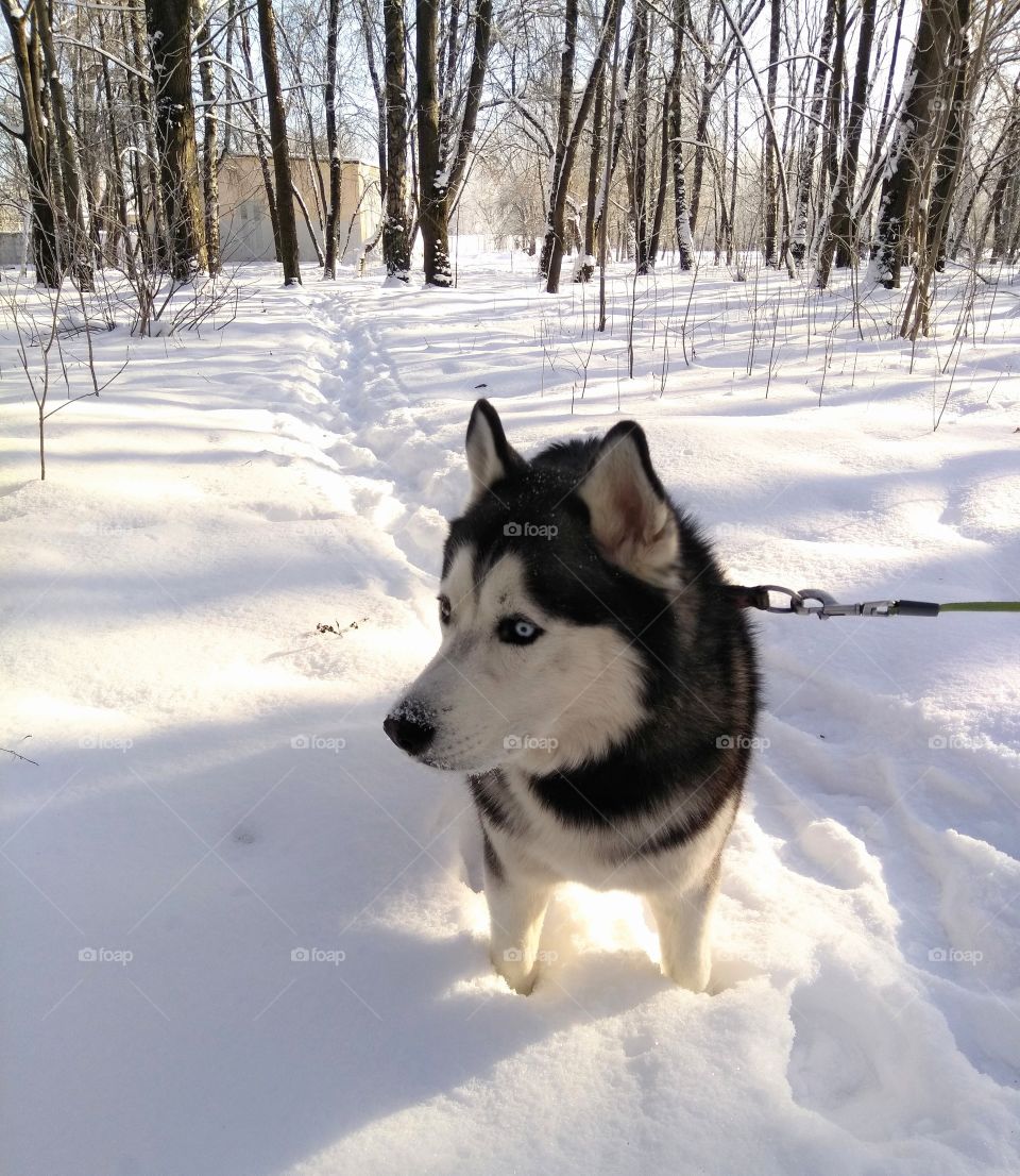 walking with dog winter time, portrait pet