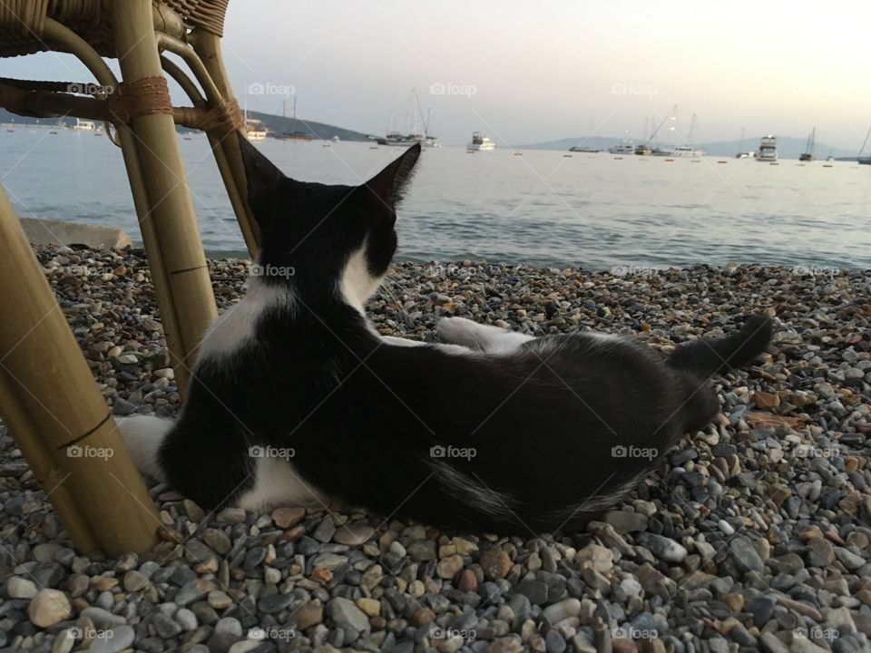 The cat rests on the shore