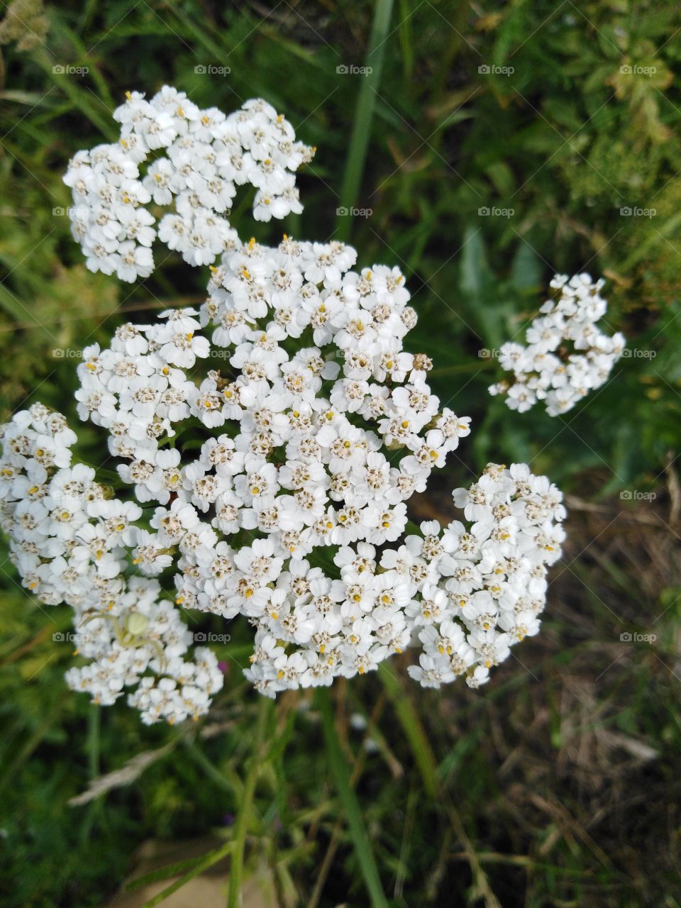Полевой цветок