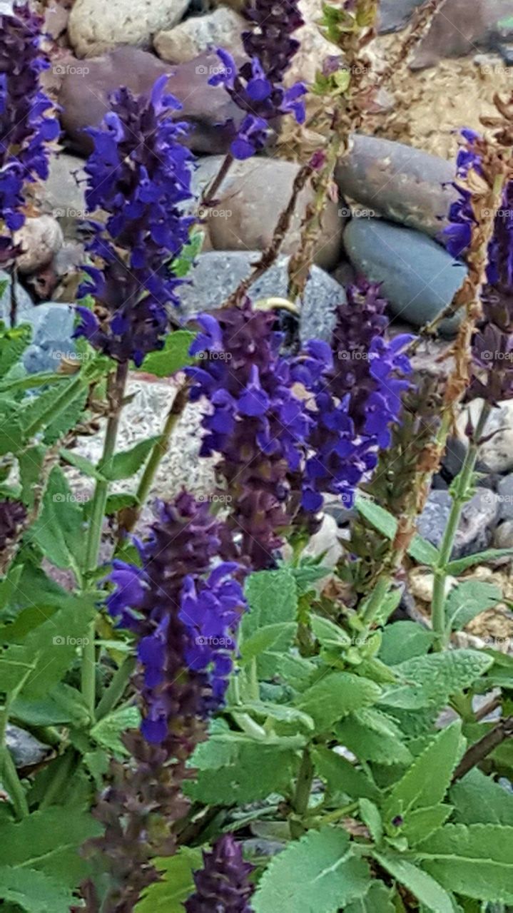 Purple Flowers Among Rocks