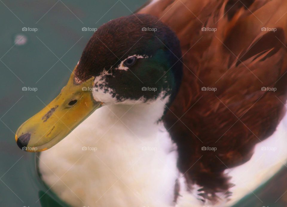 Closeup of Beautiful Duck