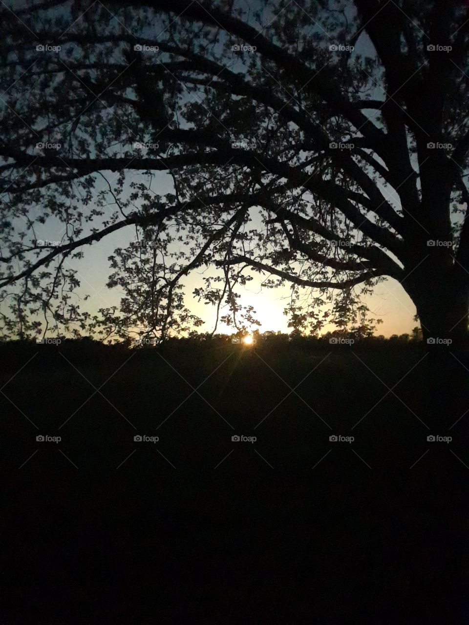 sunset through the tree's