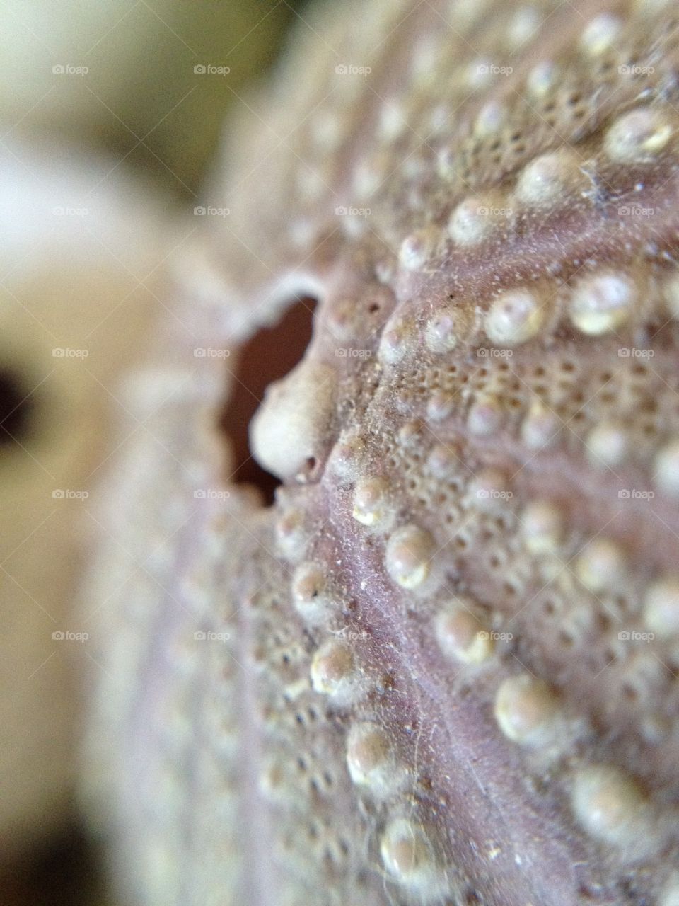 Closeup of sea shell. 