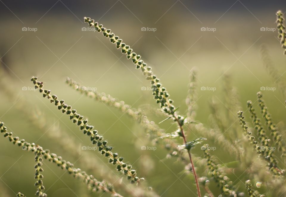 Ragweed in a field