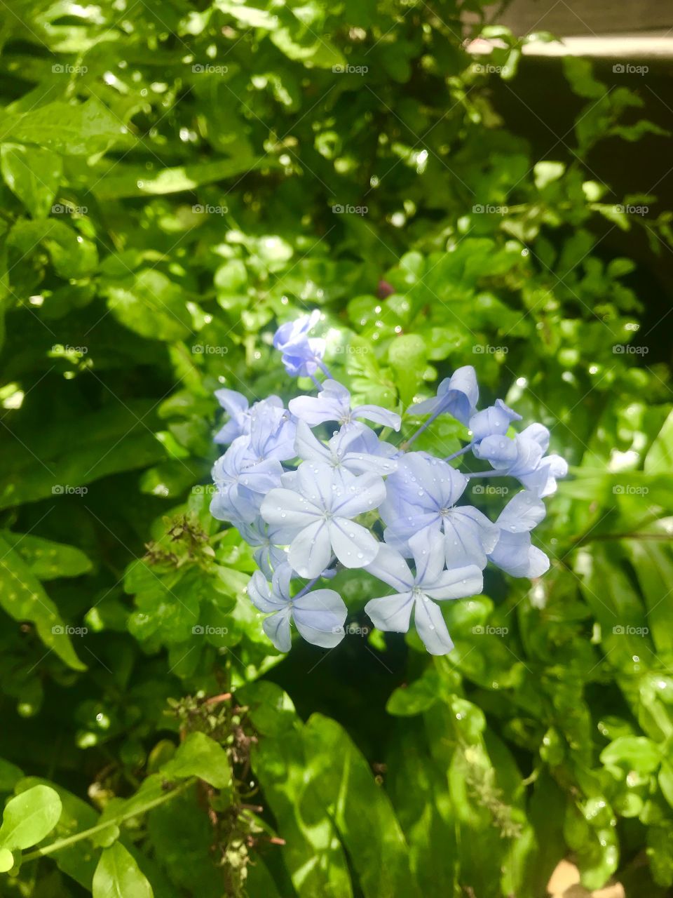 Raindrops on blue flowers