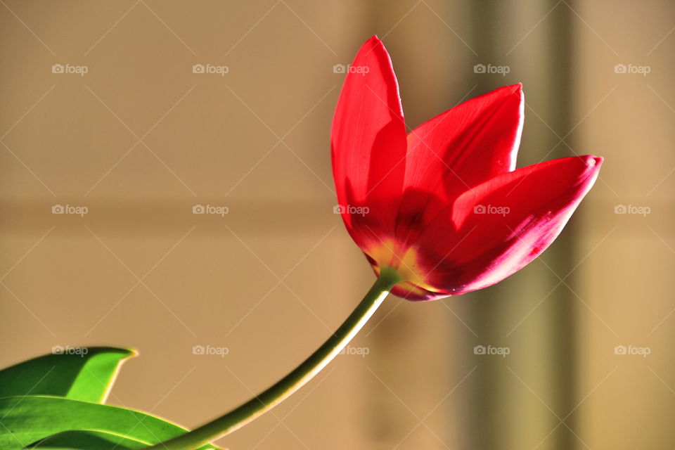 red flower