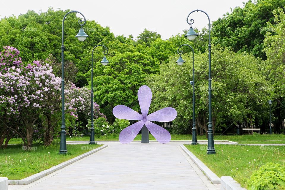 Сиреневый сад цветёт в Москве