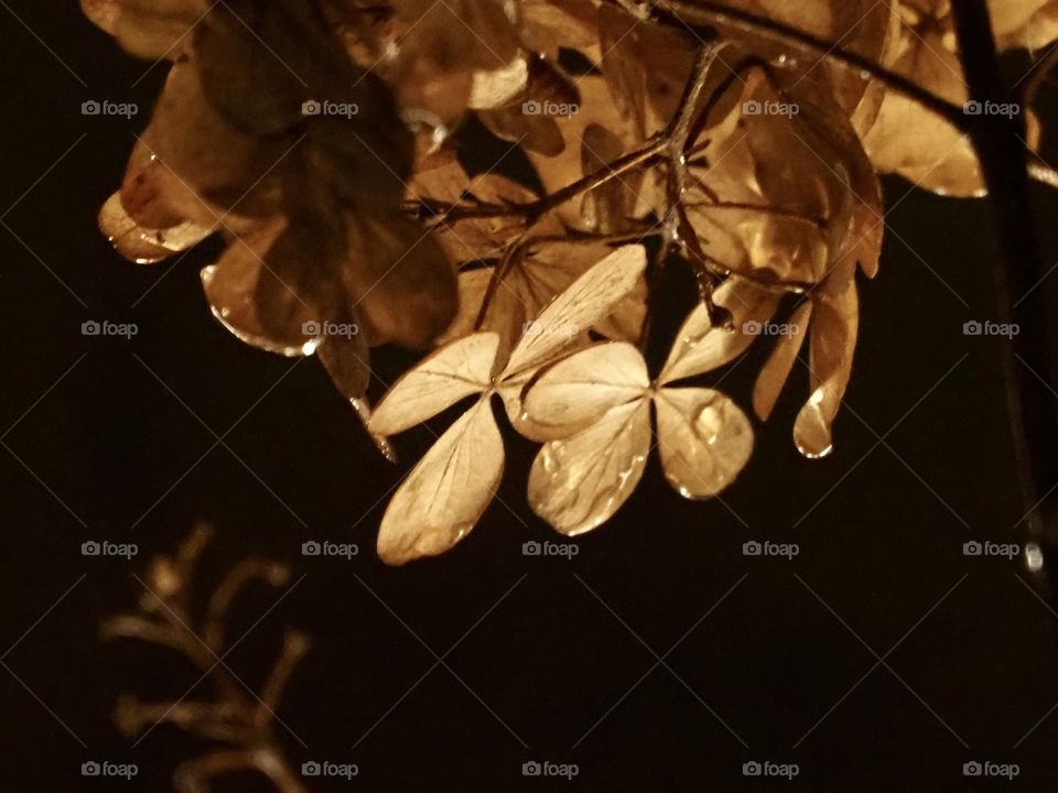 dry hydrangea in city lighting