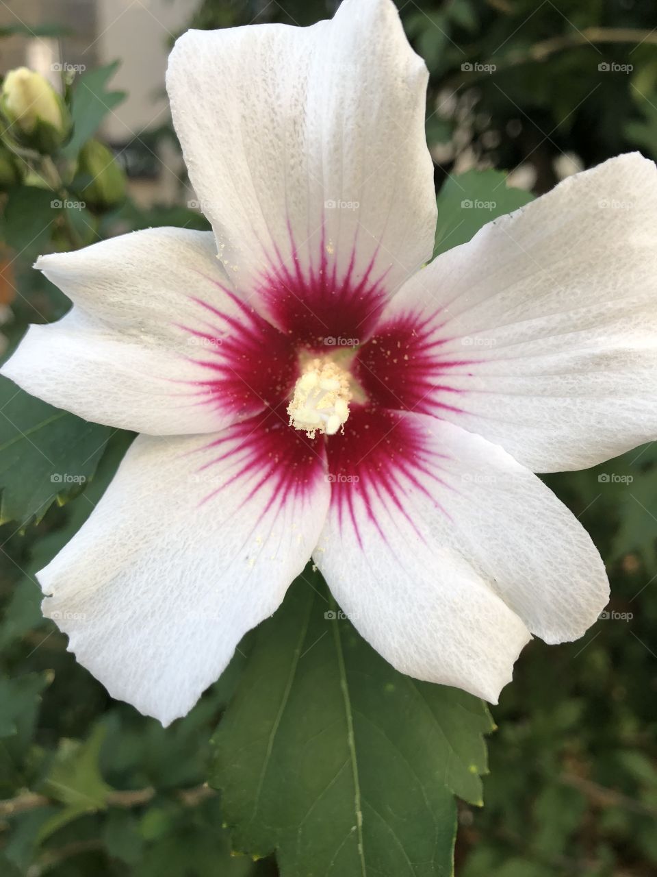 Today morning click with iPhone 8 Plus