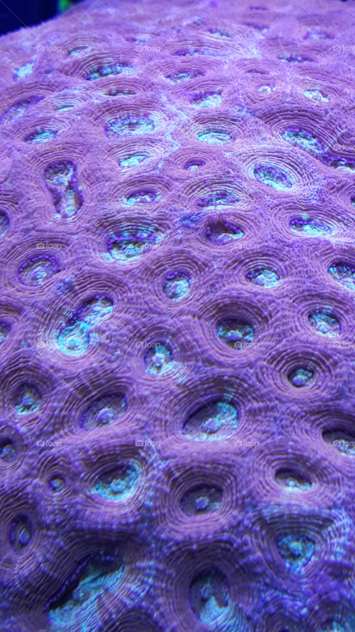 Favia Coral. Macro shot of a Favia coral from the DC Macna convention.
