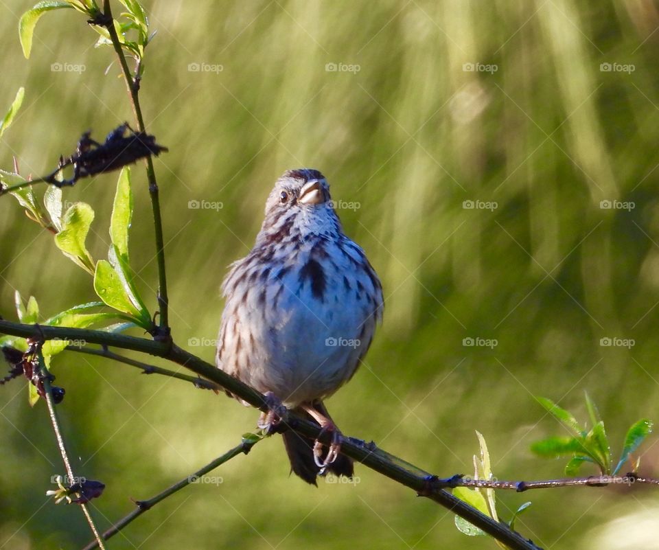 Song sparrow singing