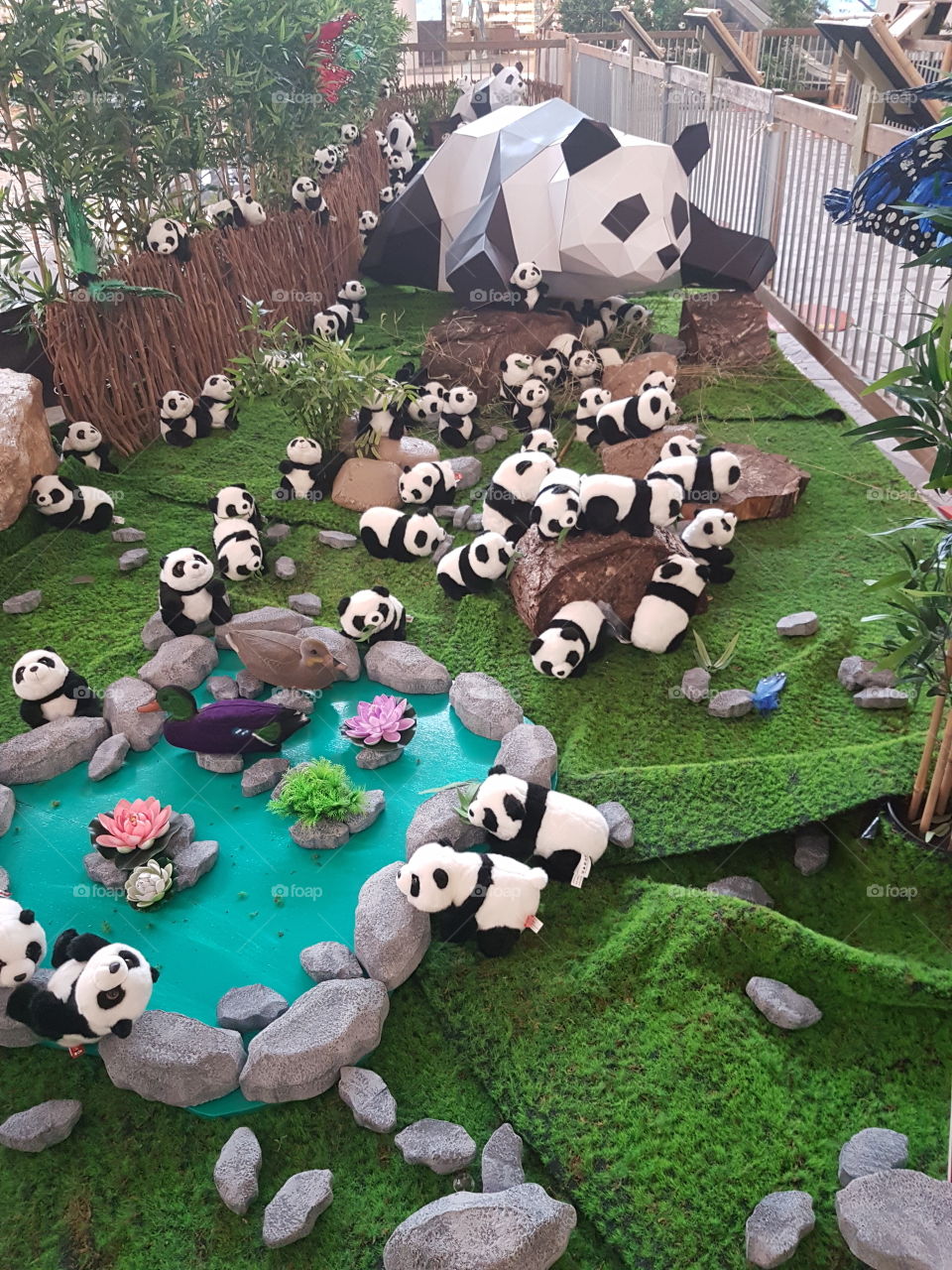 pandas