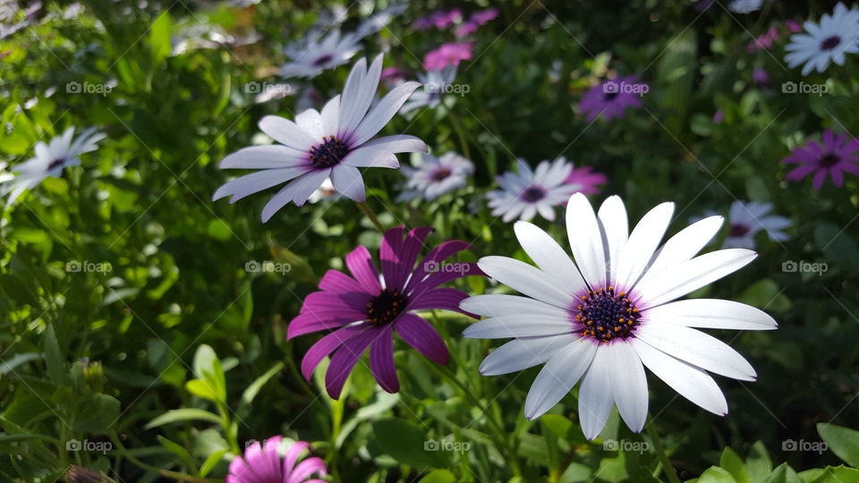Purple and white flowers blooming in garden