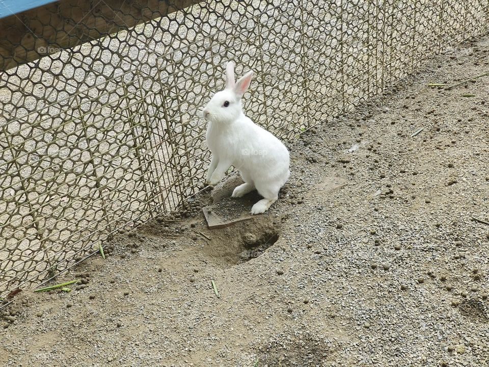 Rabbits at Chulu Ranch in Beinan Township